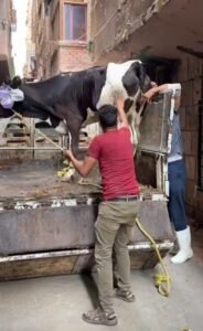 IMG-20250620-WA0033-184x300 شاهد.. سمر نديم تضحي علي روح والدها وتهدي الأسر الفقيرة العديد من مستلزمات المعيشه