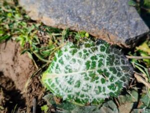 IMG-20260128-WA0011-300x225 طيران الاحتلال يقوم برش مواد غامضة فوق الأراضي السورية