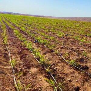 FB_IMG_1772641803854-300x300 الحرب تهدد الأمن الغذائي في إيران والعالم أجمع